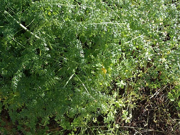 Ferula tingitana \ Tanger-Riesen-Fenchel / Tangier Giant Fennel, Rhodos Mount Smith 18.3.2023