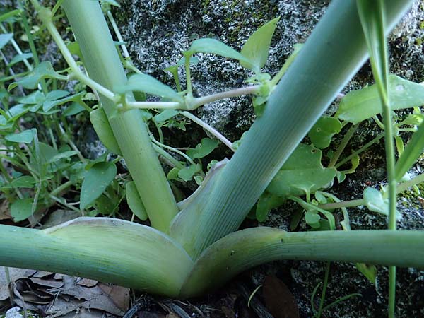 Ferula tingitana \ Tanger-Riesen-Fenchel / Tangier Giant Fennel, Rhodos Mount Smith 18.3.2023