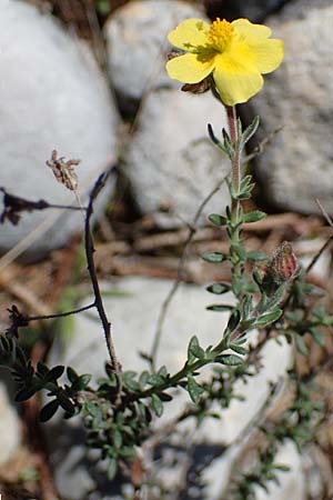 Fumana thymifolia \ Thymianblttriges Nadelrschen / Thyme-Leaved Sun-Rose, Rhodos Kolymbia 18.3.2023