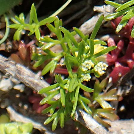 Microsciadium minutum / Microsciadium, Rhodos Kallithea Terme 7.4.2019