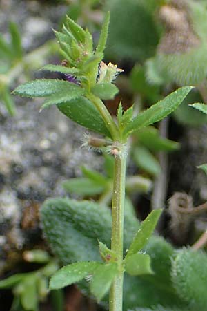 Galium aparine \ Kletten-Labkraut, Klebkraut / Cleavers, Sticky Willy, Rhodos Kamiros 22.3.2023