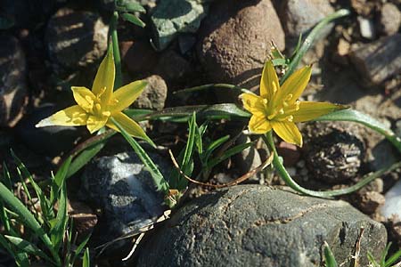 Gagea rigida \ Spitzbltziger Gelbstern, stlicher Gelbstern / Acute-Flowered Star of Bethlehem, Rhodos Messanagros 25.3.2005