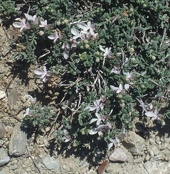 Teucrium brevifolium \ Kurzblttriger Gamander / Coast Germander, Rhodos Prasonisi 21.3.2005