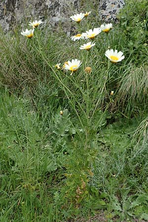 Glebionis coronaria \ Kronen-Wucherblume, Rhodos Rhodos City 28.3.2019
