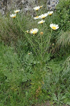 Glebionis coronaria \ Kronen-Wucherblume / Crown Daisy, Rhodos City 28.3.2019