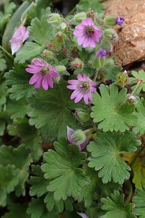 Geranium molle \ Weicher Storchschnabel / Dove-Foot Crane's-Bill, Rhodos Akramitis 21.3.2023