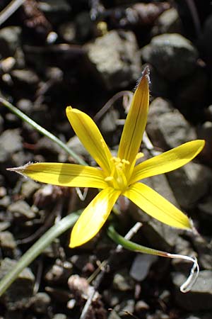 Gagea rigida \ Spitzbltziger Gelbstern, stlicher Gelbstern, Rhodos Moni Artamiti 16.3.2023