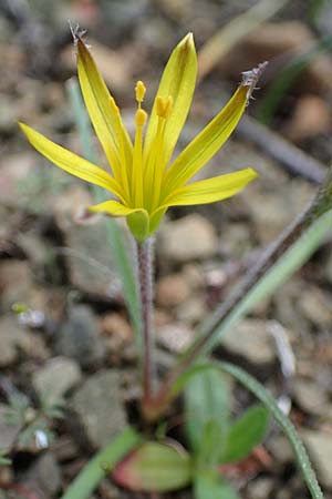 Gagea rigida \ Spitzbltziger Gelbstern, stlicher Gelbstern, Rhodos Moni Artamiti 16.3.2023