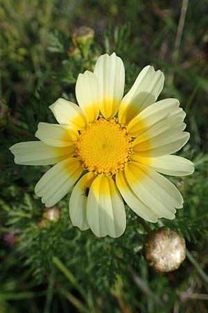 Glebionis coronaria \ Kronen-Wucherblume / Crown Daisy, Rhodos Gennadi 1.4.2019