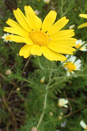 Glebionis coronaria \ Kronen-Wucherblume, Rhodos Kattavia 1.4.2019