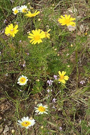 Glebionis coronaria \ Kronen-Wucherblume / Crown Daisy, Rhodos Kattavia 1.4.2019