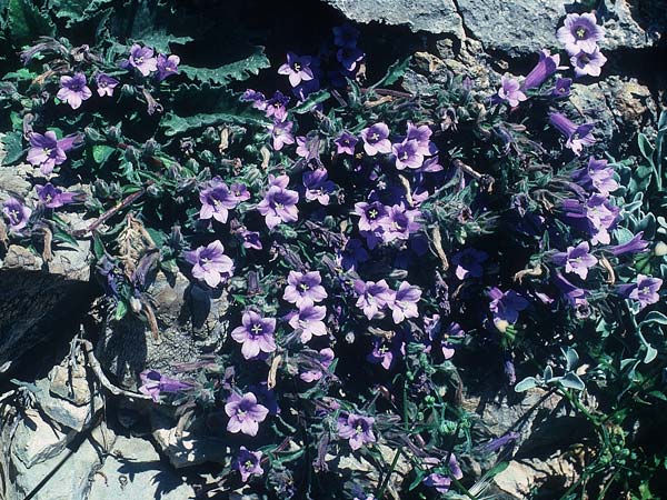 Campanula hagielia \ Berg-Hagios-Glockenblume / Hagios Bellflower, Rhodos Kallithea Terme 25.4.1987