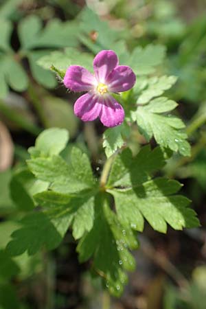 Geranium purpureum \ Purpur-Storchschnabel / Little Robin, Lesser Herb Robert, Rhodos Profitis Ilias 2.4.2019