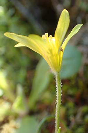 Gagea peduncularis \ Langstieliger Gelbstern / Stalked Star of Bethlehem, Rhodos Profitis Ilias 2.4.2019