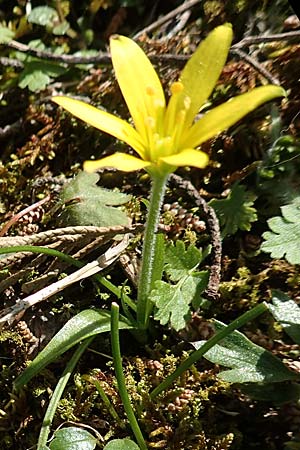 Gagea peduncularis \ Langstieliger Gelbstern / Stalked Star of Bethlehem, Rhodos Profitis Ilias 2.4.2019