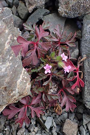 Geranium purpureum \ Purpur-Storchschnabel / Little Robin, Lesser Herb Robert, Rhodos Moni Artamiti 16.3.2023