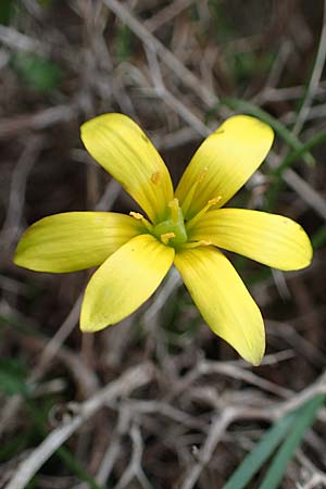 Gagea peduncularis \ Langstieliger Gelbstern / Stalked Star of Bethlehem, Rhodos Akramitis 21.3.2023