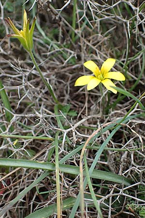 Gagea peduncularis \ Langstieliger Gelbstern / Stalked Star of Bethlehem, Rhodos Akramitis 21.3.2023