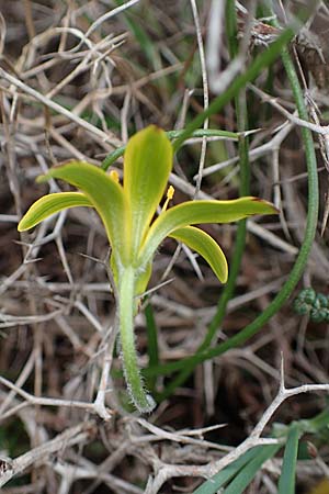 Gagea peduncularis \ Langstieliger Gelbstern / Stalked Star of Bethlehem, Rhodos Akramitis 21.3.2023