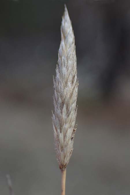 Rostraria cristata \ Echtes Bschelgras / Mediterranean Hair Grass, Rhodos Moni Artamiti 16.3.2023