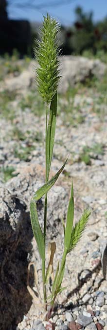 Rostraria cristata \ Echtes Bschelgras / Mediterranean Hair Grass, Rhodos Lindos 20.3.2023