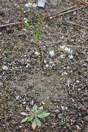 Draba verna agg. \ Frhlings-Hungerblmchen / Common Whitlowgrass, Rhodos Moni Artamiti 16.3.2023