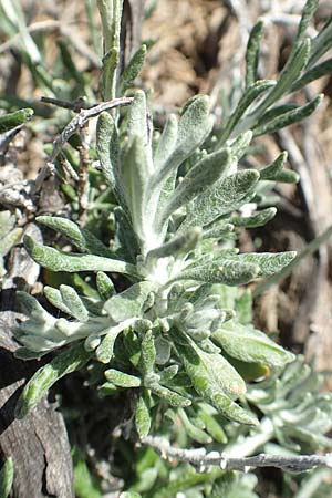 Helichrysum stoechas \ Wohlriechende Strohblume, Rhodos Prasonisi 26.3.2019