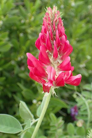 Hedysarum coronarium \ Kronen-Sklee / Sweetvetch, French Honeysuckle, Rhodos Kattavia 1.4.2019