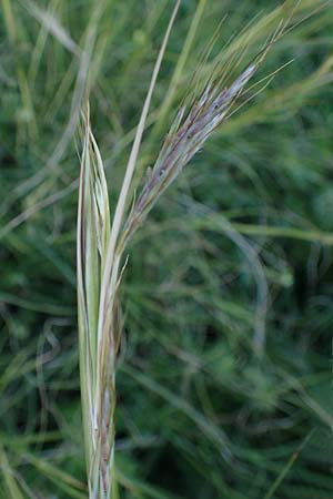 Hyparrhenia hirta \ Behaartes Kahngras / Thatching Grass, Coolatai Grass, Rhodos Mount Smith 18.3.2023