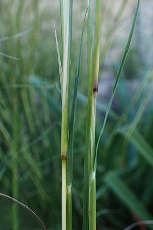 Hyparrhenia hirta \ Behaartes Kahngras / Thatching Grass, Coolatai Grass, Rhodos Mount Smith 18.3.2023