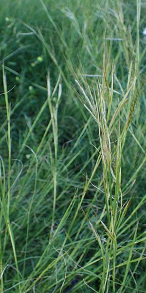 Hyparrhenia hirta \ Behaartes Kahngras / Thatching Grass, Coolatai Grass, Rhodos Mount Smith 18.3.2023
