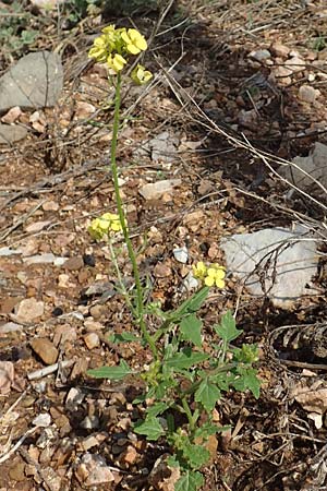 Hirschfeldia incana \ Grau-Senf / Shortpod Mustard, Buchanweed, Rhodos Embona 31.3.2019