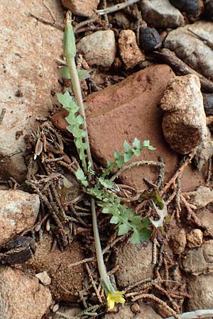 Hyoseris scabra \ Rauer Schweinssalat / Annual Hyoseris, Rhodos Tsambika 30.3.2019