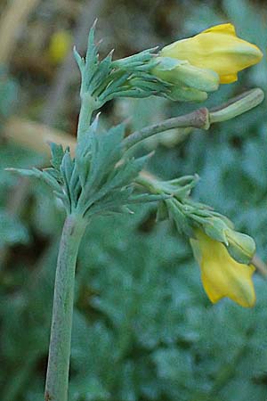 Hypecoum torulosum \ Strand-Lappenblume / Sea Hypecoum, Rhodos Stegna 17.3.2023