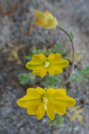 Hypecoum torulosum \ Strand-Lappenblume / Sea Hypecoum, Rhodos Lindos 20.3.2023