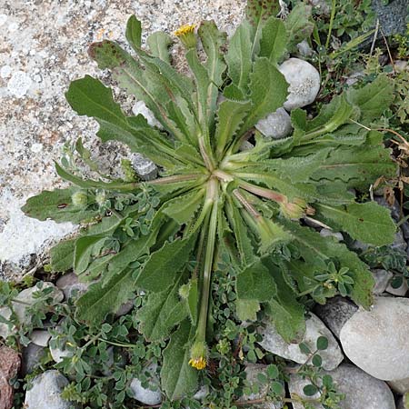 Hedypnois rhagadioloides \ Rhrchenkraut / Cretan Weed, Rhodos Kamiros 22.3.2023