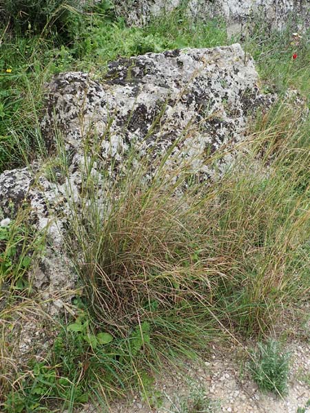 Hyparrhenia hirta \ Behaartes Kahngras / Thatching Grass, Coolatai Grass, Rhodos City 28.3.2019