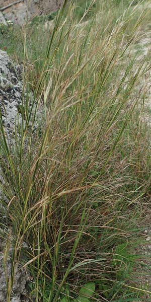 Hyparrhenia hirta \ Behaartes Kahngras / Thatching Grass, Coolatai Grass, Rhodos City 28.3.2019