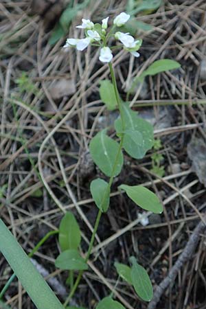 Microthlaspi natolicum subsp. gaillardotii / Gaillardot's Penny-Cress, Rhodos Profitis Ilias 25.3.2019