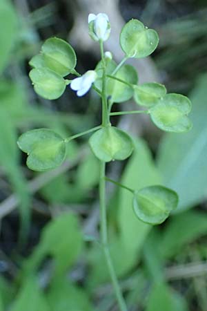 Microthlaspi natolicum subsp. gaillardotii \ Gaillardots Kleintschelkraut / Gaillardot's Penny-Cress, Rhodos Profitis Ilias 25.3.2019