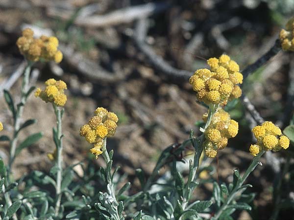 Helichrysum stoechas \ Wohlriechende Strohblume / Shrubby Everlasting Daisy, Everlastung Sungold, Rhodos Prasonisi 21.3.2005