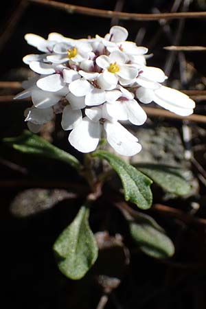 Iberis carnosa \ Fleischige Schleifenblume / Pruit's Candytuft, Rhodos Moni Kamiri 19.3.2023