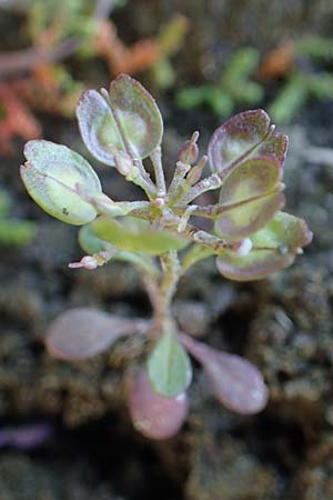 Iberis carnosa / Pruit's Candytuft, Rhodos Moni Kamiri 19.3.2023