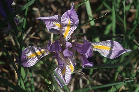 Iris unguicularis subsp. carica \ Winter-Iris / Winter-Blooming Iris, Rhodos Laerma 19.3.2005