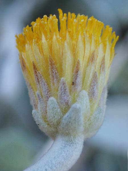 Pentanema verbascifolium subsp. candidum \ Schneeweier Alant, Anatolischer Alant, Rhodos Lindos 20.3.2023