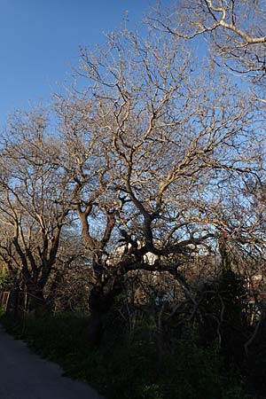 Cercis siliquastrum / Judas Tree, Rhodos Mount Smith 18.3.2023