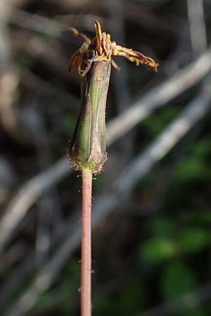 Aetheorhiza bulbosa subsp. microcephala \ Kleinfrchtiger Knollen-Pippau, Rhodos Lahania 3.4.2019