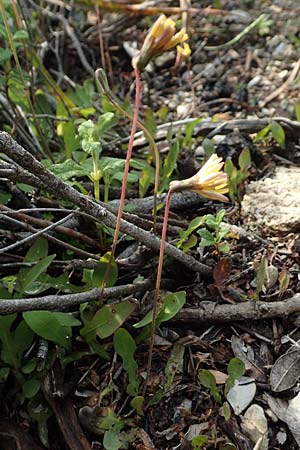 Aetheorhiza bulbosa subsp. microcephala \ Kleinfrüchtiger Knollen-Pippau, Rhodos Lahania 3.4.2019