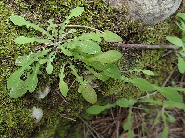 Aetheorhiza bulbosa subsp. microcephala \ Kleinfrüchtiger Knollen-Pippau, Rhodos Petaloudes 4.4.2019