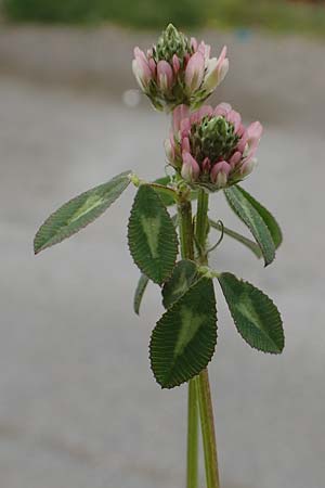 Trifolium spumosum \ Schaum-Klee / Bladder Clover, Rhodos Istrios 7.4.2019